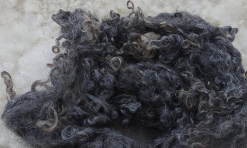 Dark Wensleydale locks