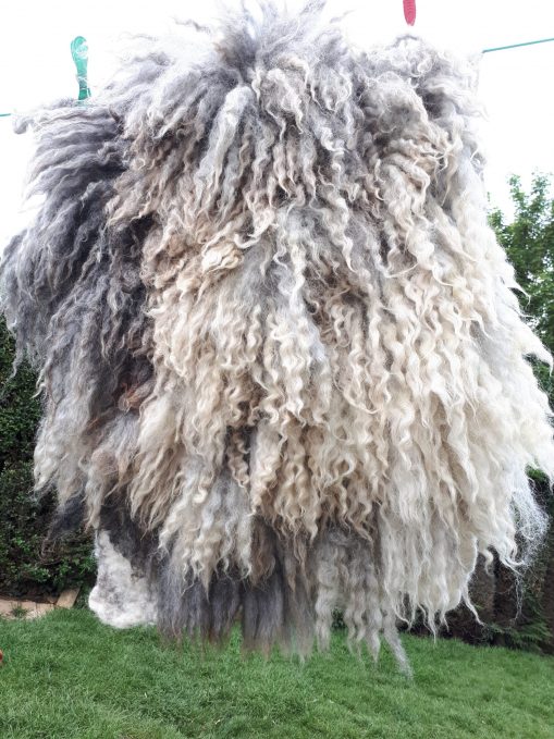 Dora mule wall art in natural light