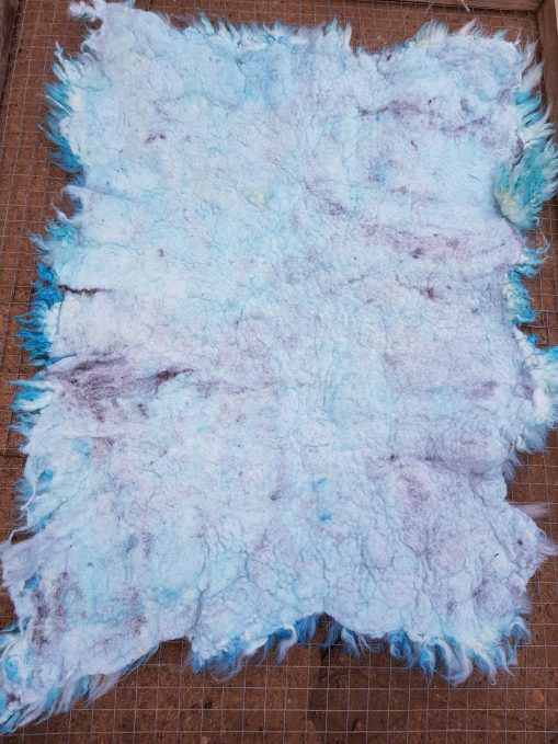 Turquoise Back Cheviot Sheep Fleece Rug