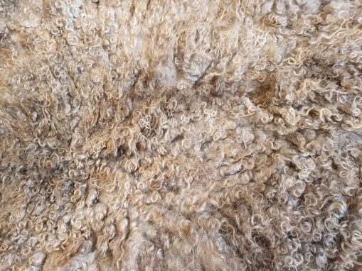 Rich grey curly gotland locks