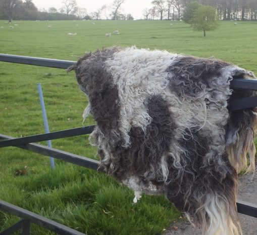 Brown and cream jacob sheep fleece rug