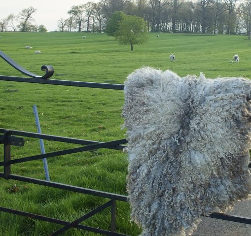 Lincoln longwool sheep fleece rug