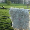 Leicester longwool sheep fleece rug