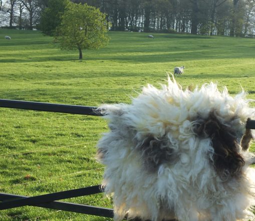 jacob sheep fleece seat pad