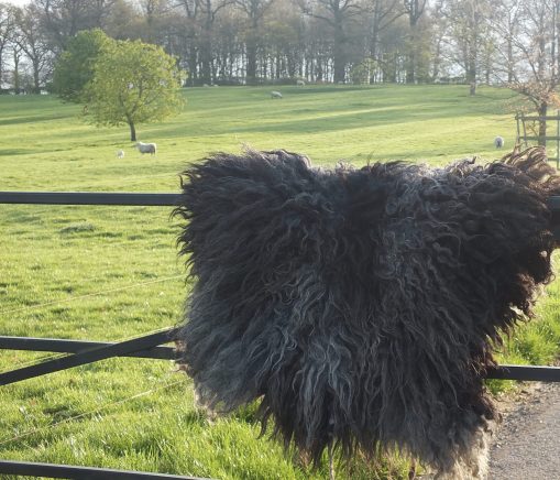 Grey shaggy Hebridean sheep fleece rug