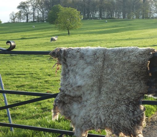 Pet Shetland Snuggle Rug