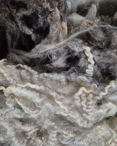 blue texel cross fleece