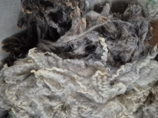 blue texel cross fleece