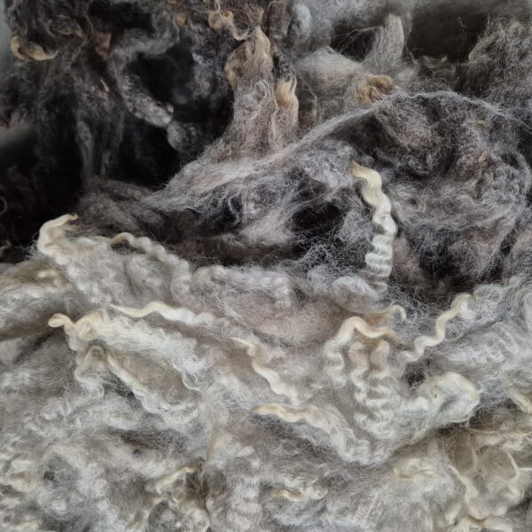 blue texel cross fleece