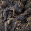 coloured wensleydale fleece with golden tips