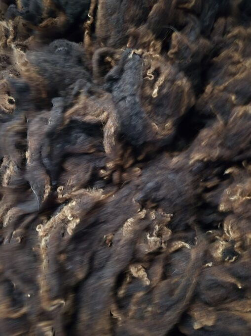 coloured wensleydale fleece with golden tips
