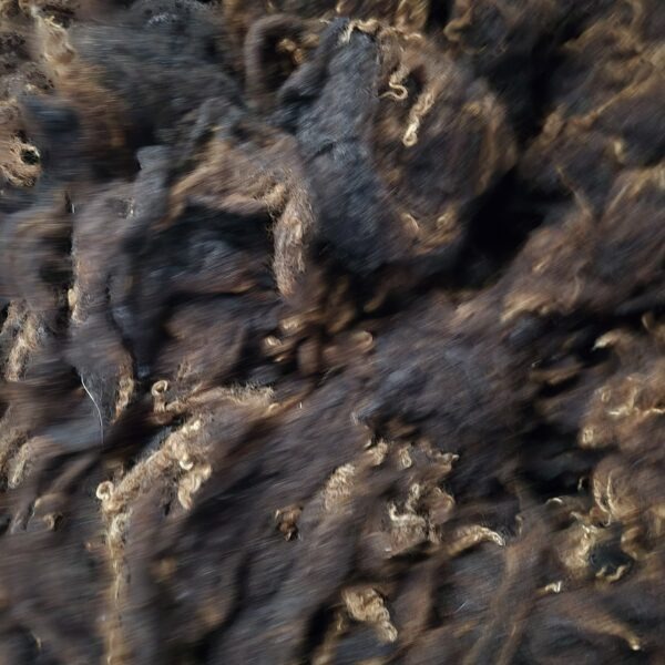 coloured wensleydale fleece with golden tips
