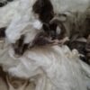 Jacob sheep fleece