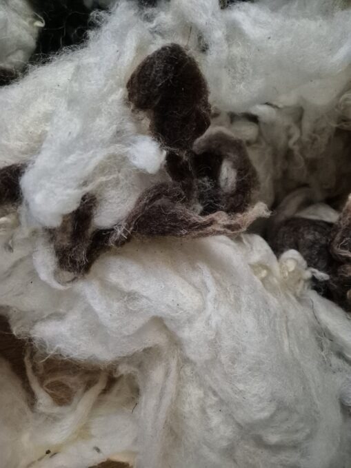 Jacob sheep fleece