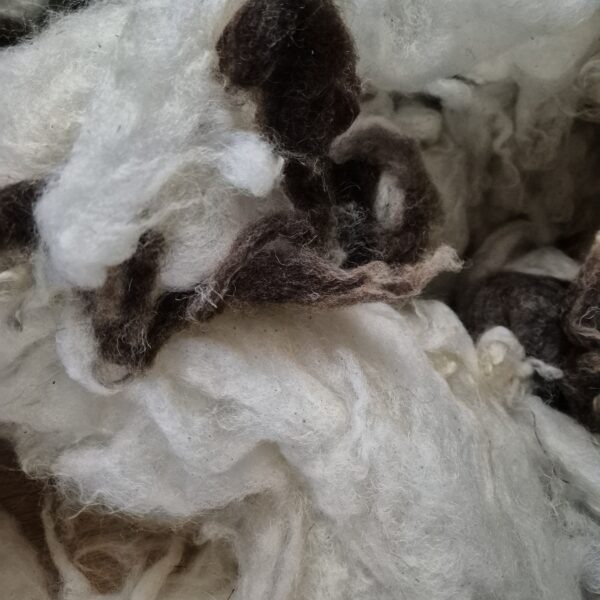 Jacob sheep fleece