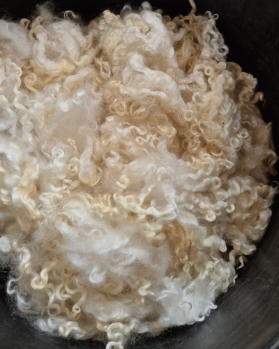 100 grms slightly felted Wensleydale Sheep Locks – Natural, Lustrous, and Wonderfully Versatile